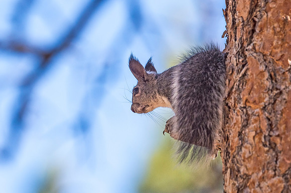 Aberts_squirrel_Olive_Ridge_2018_16