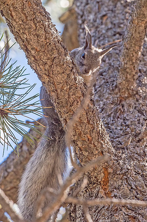 Aberts_squirrel_Olive_Ridge_2018_15
