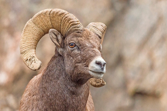 Bighorn_sheep_ram_Loveland_2018_1