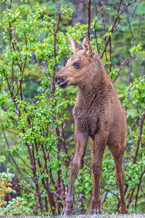 Moose_2018_1