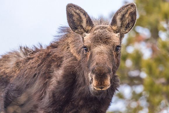 Moose_Allenspark_2019_1