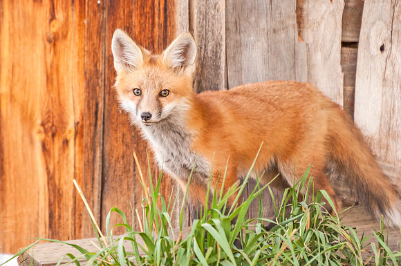 Red_fox_Loveland_2012_1