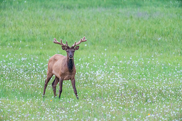 Elk_2018_1
