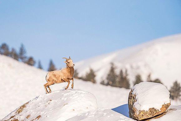 Bighorn_sheep_Estes_Park_2019_1