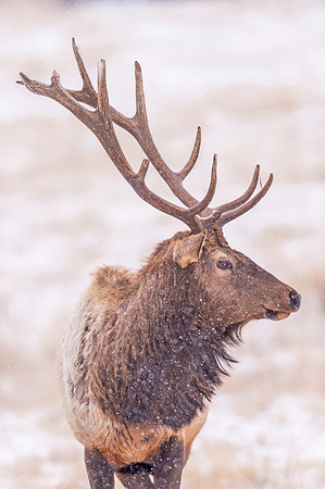 Elk_EP_2019_5