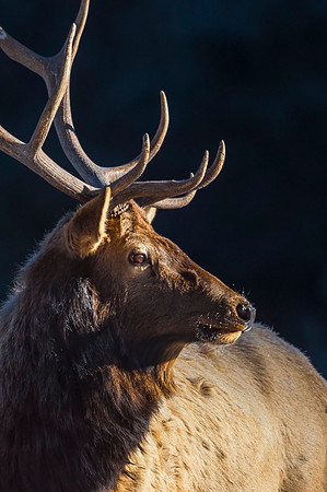 Elk_EstesPark_2019_2