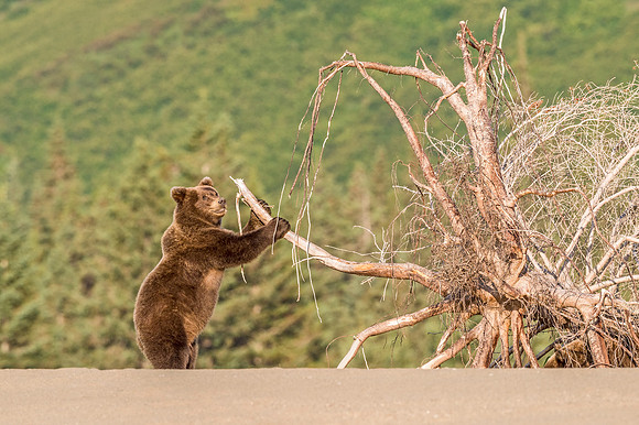 Brown_bear_LCNP_2018_2