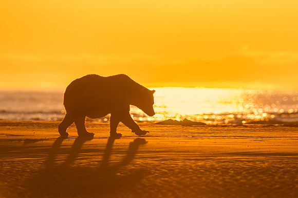 Brown_bear_LCNP_2018_3