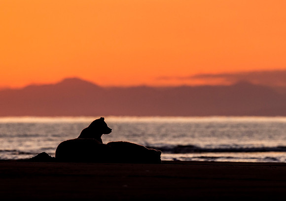 Brown_bear_LCNP_2018_9