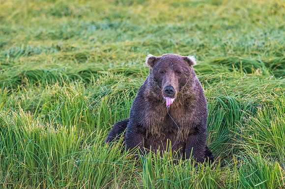 Brown_bear_LCNP_2018_7