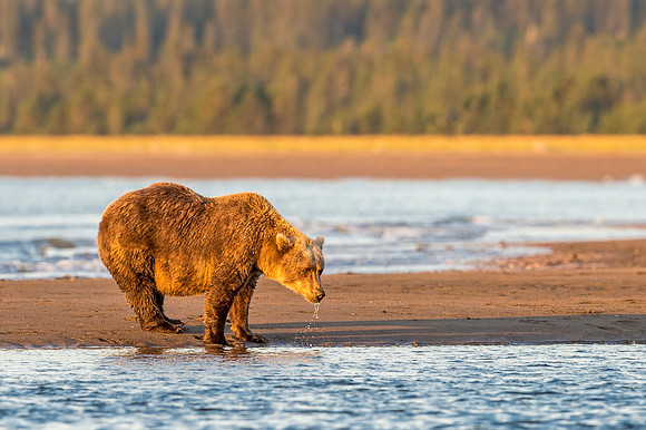Brown_bear_LCNP_2018_6