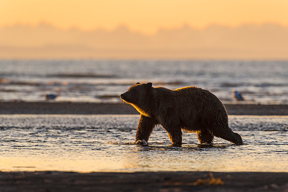 Brown_bear_LCNP_2018_4