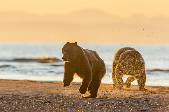 Brown_bear_LCNP_2018_11