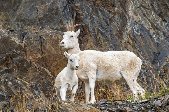 Dall_sheep_2018_1