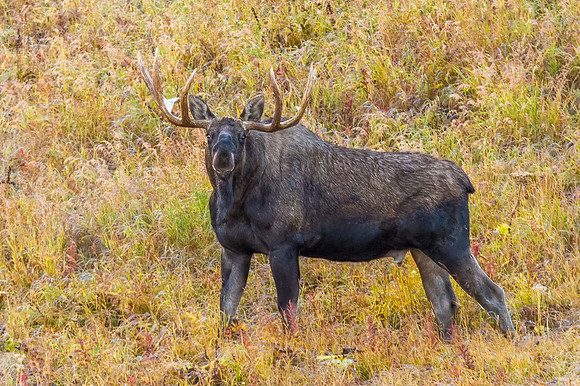 Moose_Anchorage_2018_1