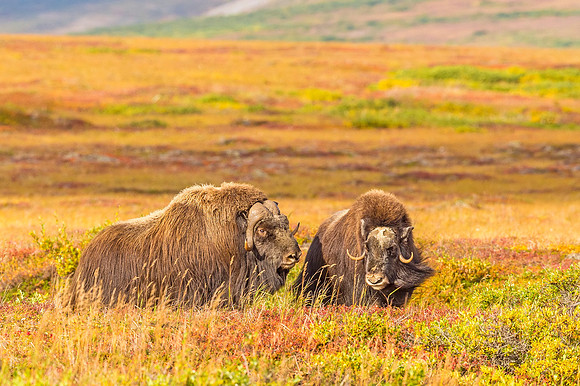 Muskox_Nome_2018_2