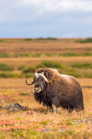 Muskox_Nome_2018_4