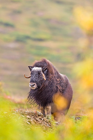 Muskox_Nome_2018_6
