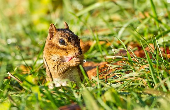 Chipmunk_BRP_2016_2