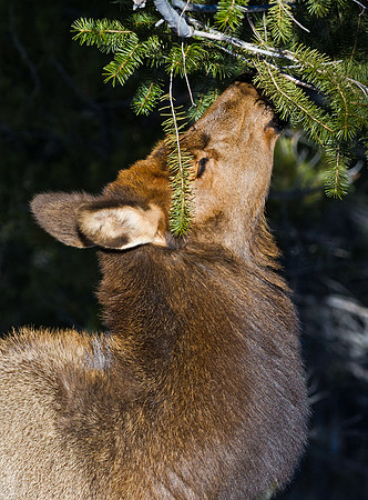 Elk_17