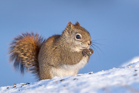 Red_squirrel_SZB_2019_2