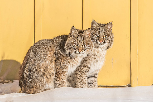 Bobcat_SZB_2019_1
