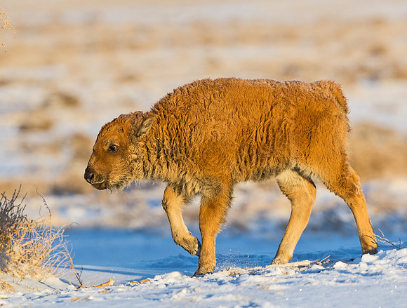 Bison_calf_48