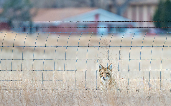 Coyote_25