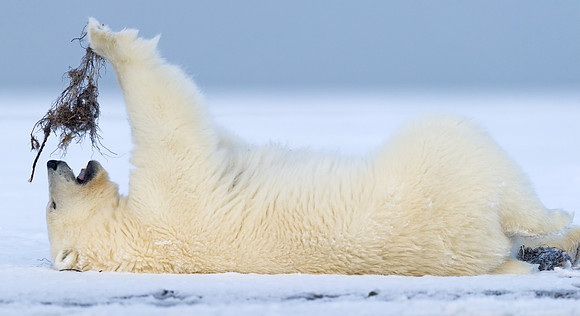 Polar_bear_9