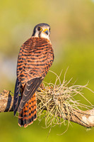 American_Kestrel_StAugustine_2019_1