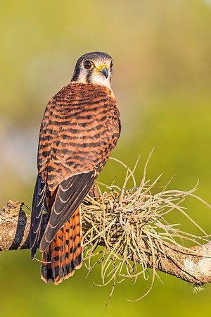 American_Kestrel_StAugustine_2019_1
