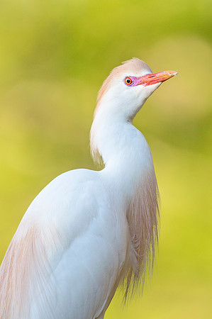 Cattle_egret_AlligatorFarm_2019_1