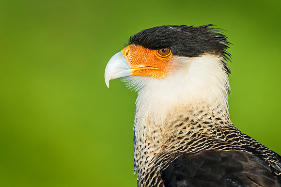 Crested_caracara_StAugustine_2019_1