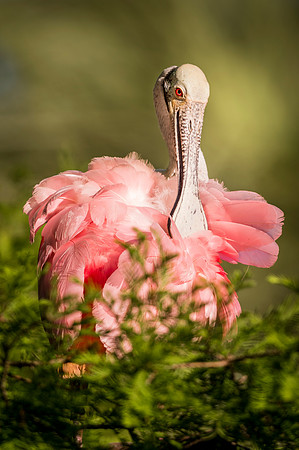 Roseate_spoonbill_AlligatorFarm_2019_3