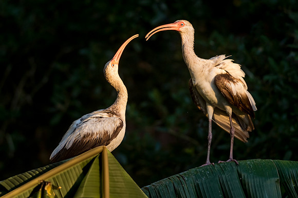 White_ibis_AlligatorFarm_2019_1