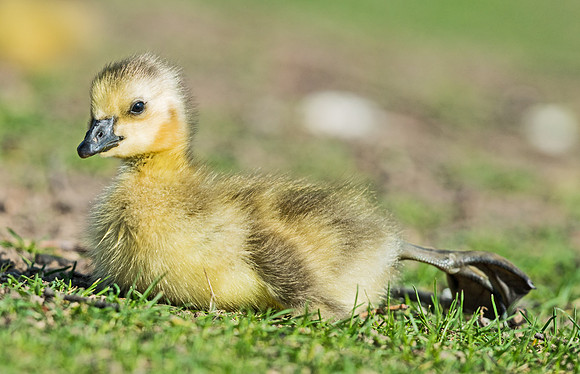 Gosling_3