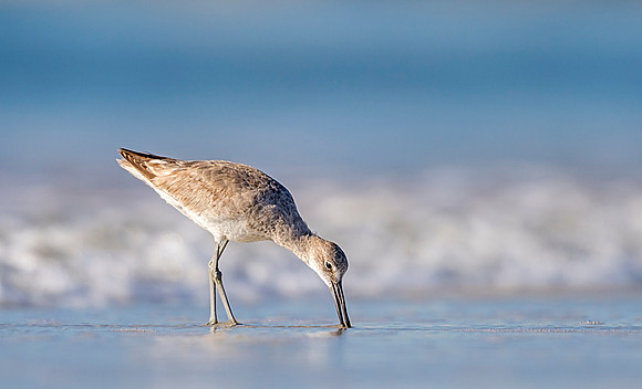 Willet_ Matanzas_Inlet_FL_2019_1