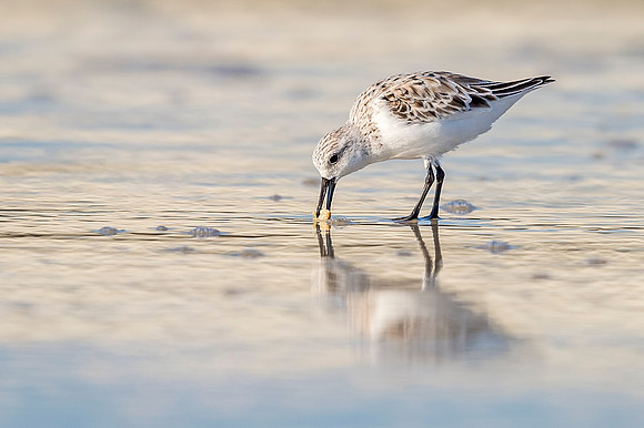 Sanderling_ Matanzas_Inlet_FL_2019_1
