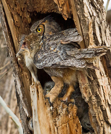 Great Horned Owl 20