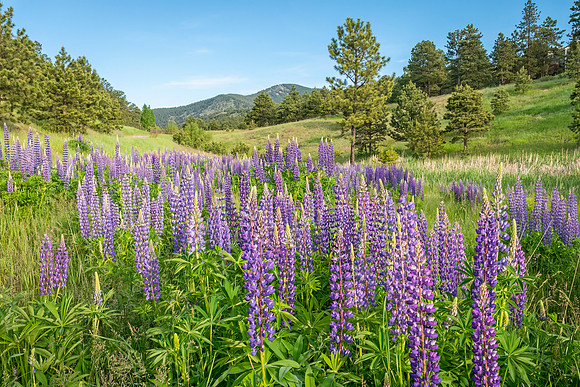 Lupines_EG_2015_4