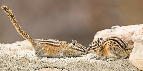 Colorado_chipmunk_Moose_Visior_Center_2018_1