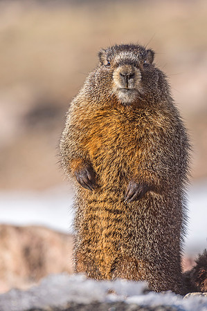 Yellow-bellied_marmot_Mt_Evans_2018_3