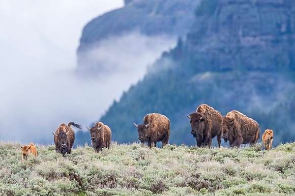 Bison_YNP_2018_1