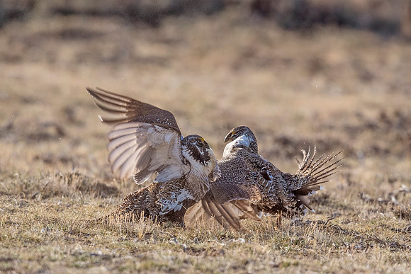 Greater_sage_grouse_2018_5