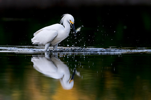 Snowy_egret_Belmar_2018_3