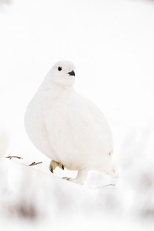 White-tailed_ptarmigan_Guanella_Pass_2018_2