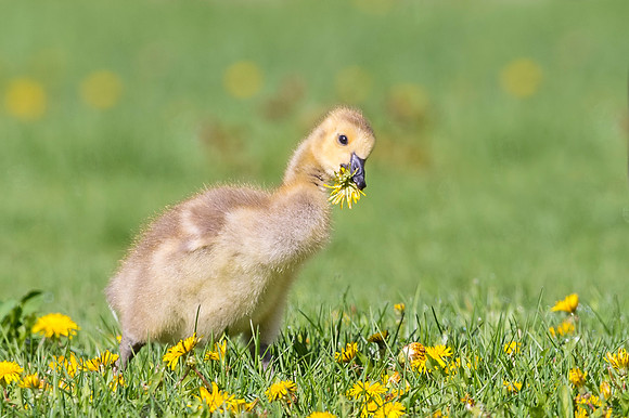 Canada_goose_gosling_NER_2018_2