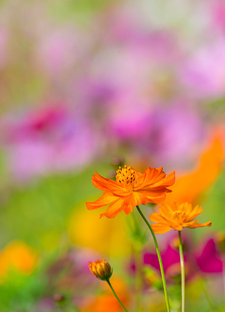 WV_wildflowers_1