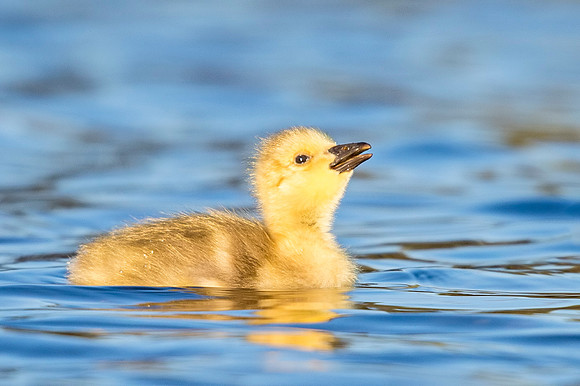 Canada_goose_gosling_EP_2019_2