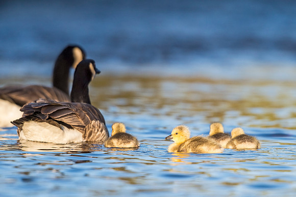 Canada_goose_gosling_EP_2019_3